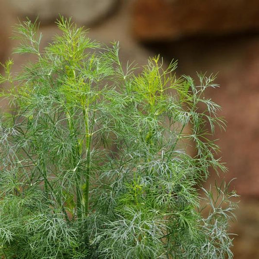 Dill Fernleaf