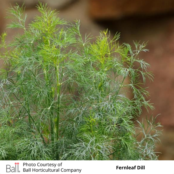 Dill Fernleaf