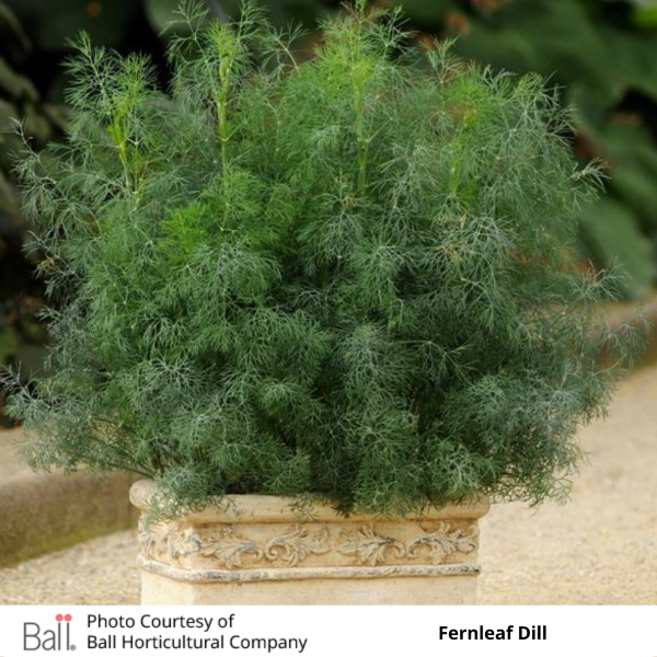 Dill Fernleaf