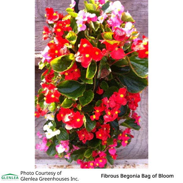 Fibrous Begonia Bag of Bloom