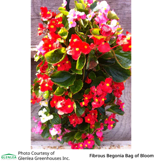 Fibrous Begonia Bag of Bloom