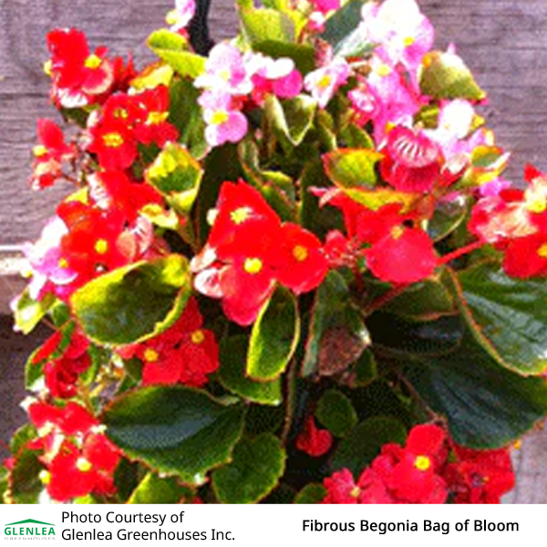 Fibrous Begonia Bag of Bloom