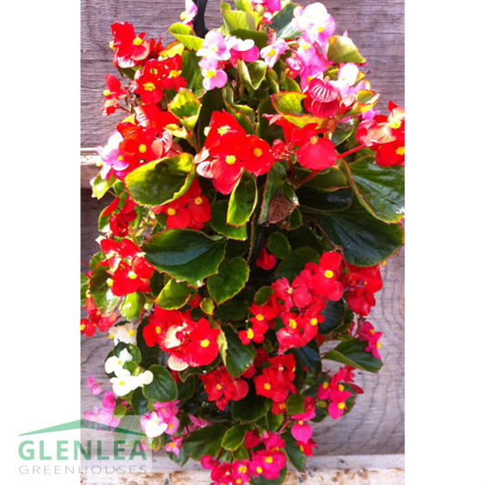 Fibrous Begonia Bag of Bloom