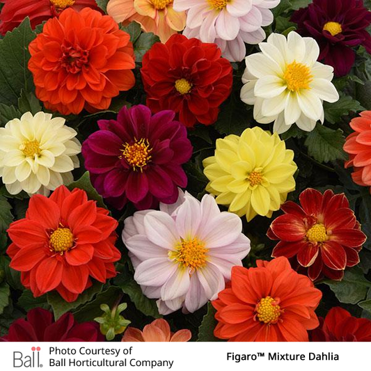 Dahlia Figaro™ Pack
