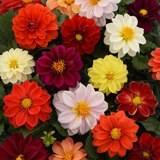 Dahlia Figaro™ Pack