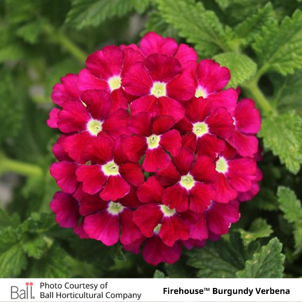 Verbena Firehouse™ Burgundy