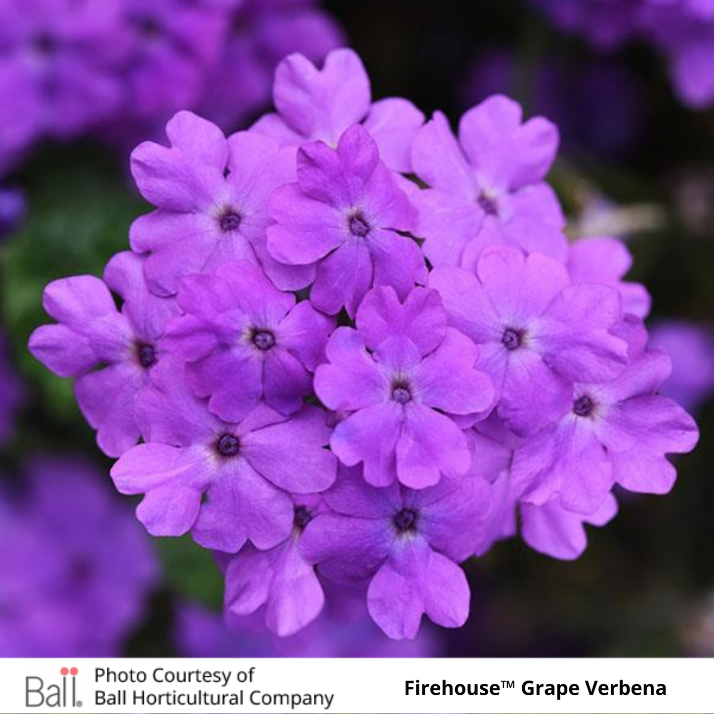 Verbena Firehouse™ Grape