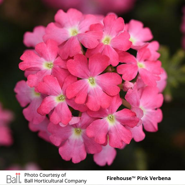 Verbena Firehouse™ Pink