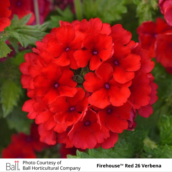 Verbena Firehouse™ Red 26