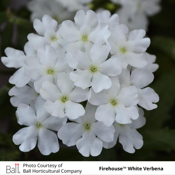 Verbena Firehouse™ White