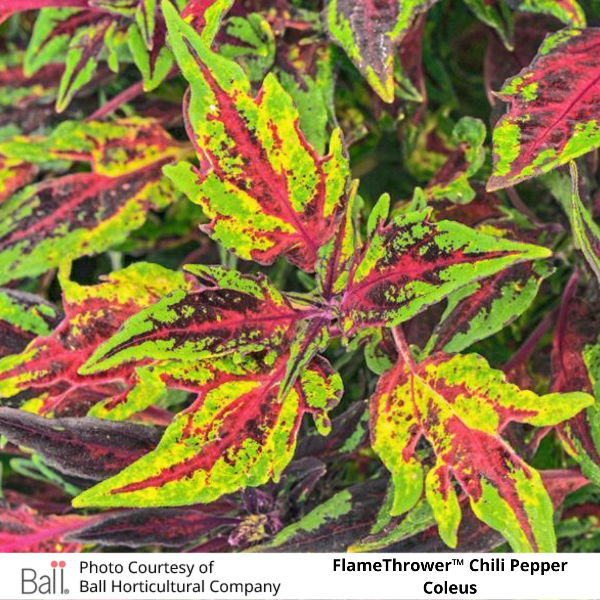 FlameThrower Chili Pepper Coleus