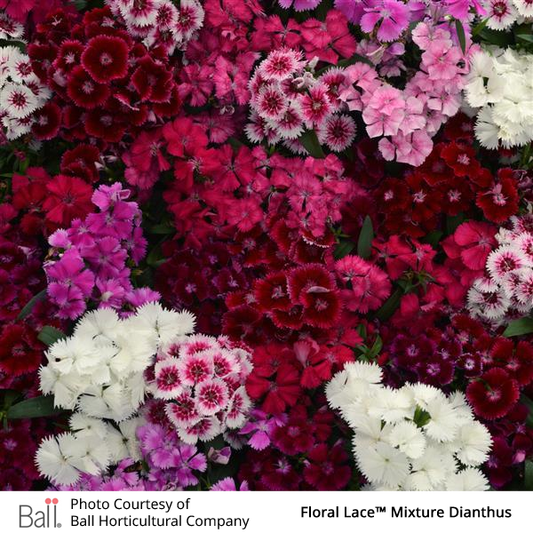Dianthus Floral Lace Pack