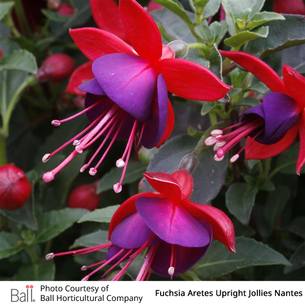 Fuchsia Jollies Nantes