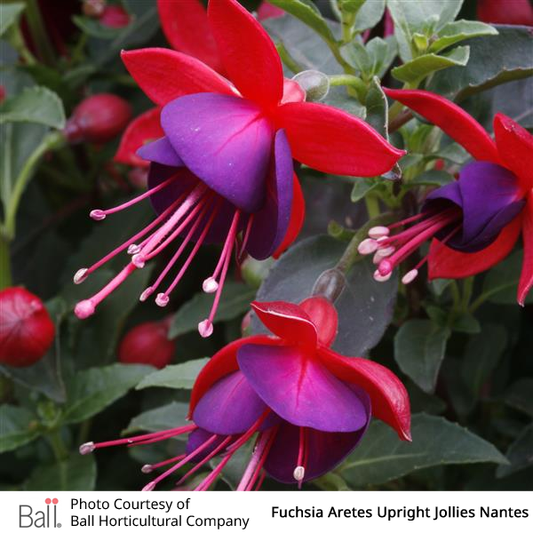 Fuchsia Jollies Nantes