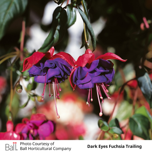 Fuchsia Hanging Basket