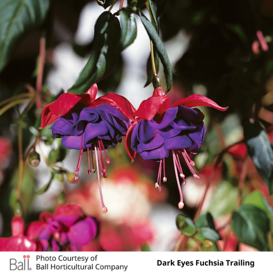 Fuchsia Hanging Basket