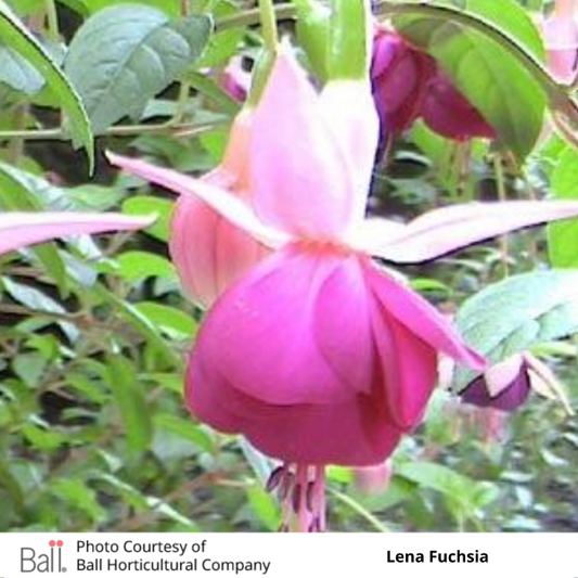 Fuchsia Hanging Basket