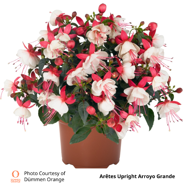 Fuchsia Aretes Upright Arroyo Grande