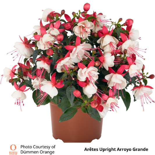 Fuchsia Aretes Upright Arroyo Grande