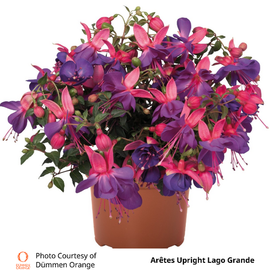 Fuchsia Aretes Upright Lago Grande