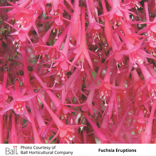 Fuchsia Eruptions