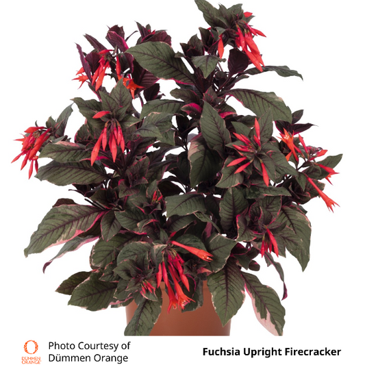 Fuchsia Upright Firecracker