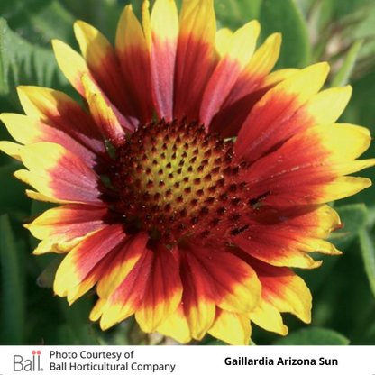 Gaillardia Arizona Sun