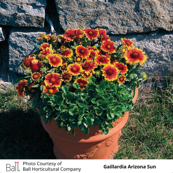Gaillardia Arizona Sun