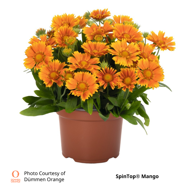 Gaillardia SpinTop®