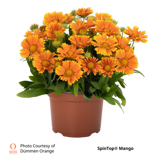 Gaillardia SpinTop®