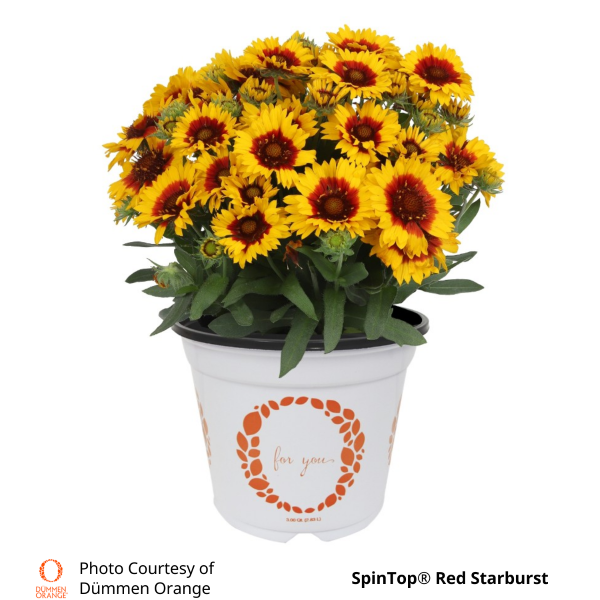Gaillardia SpinTop®