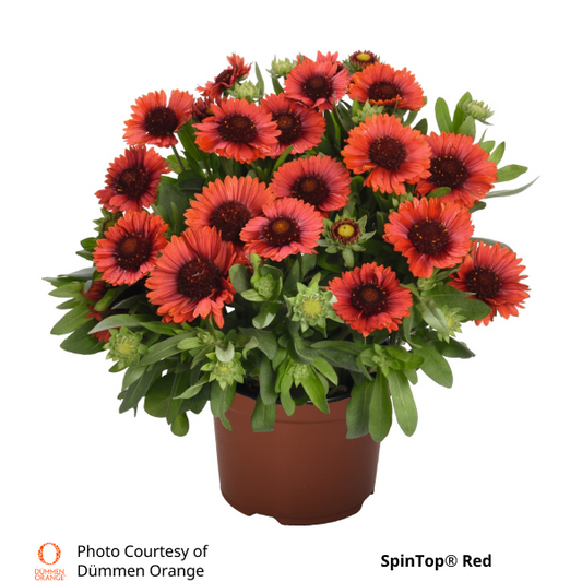 Gaillardia SpinTop®