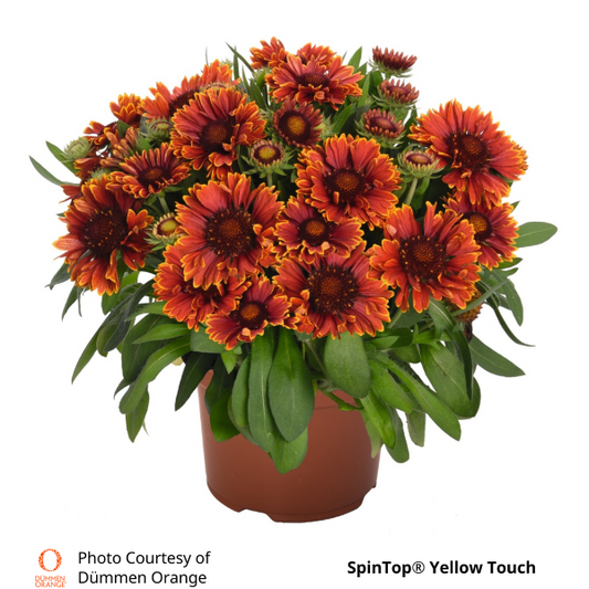Gaillardia SpinTop®