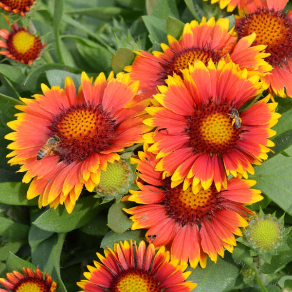 Gaillardia Arizona Sun