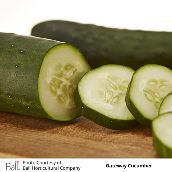 Cucumber