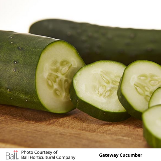 Cucumber