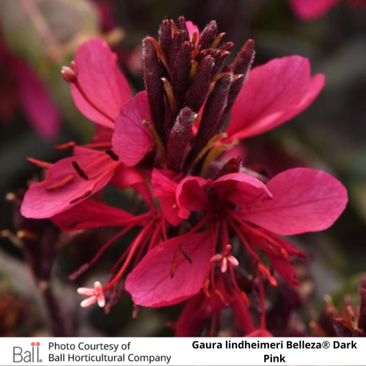 Gaura