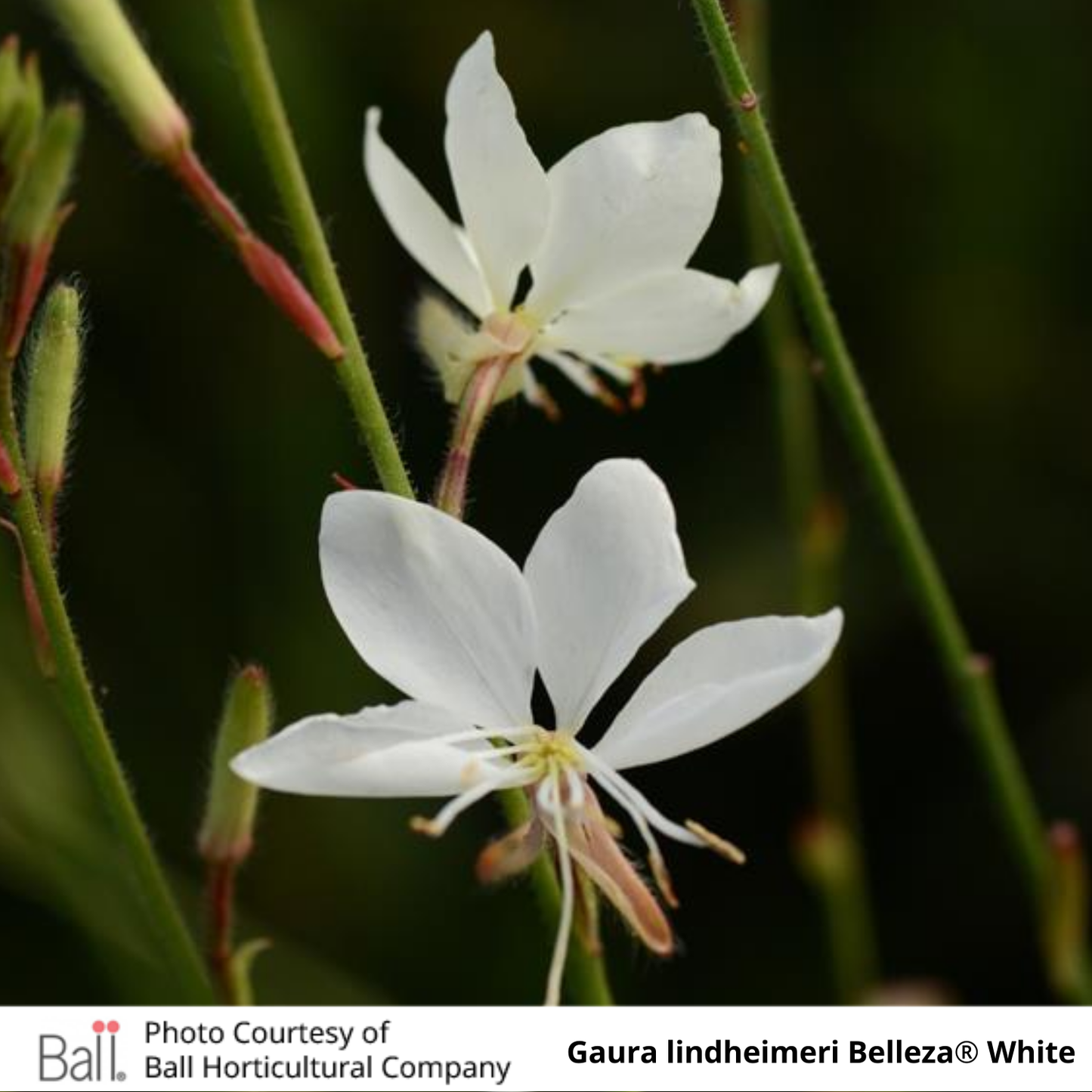 Gaura