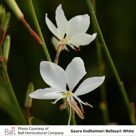 Gaura