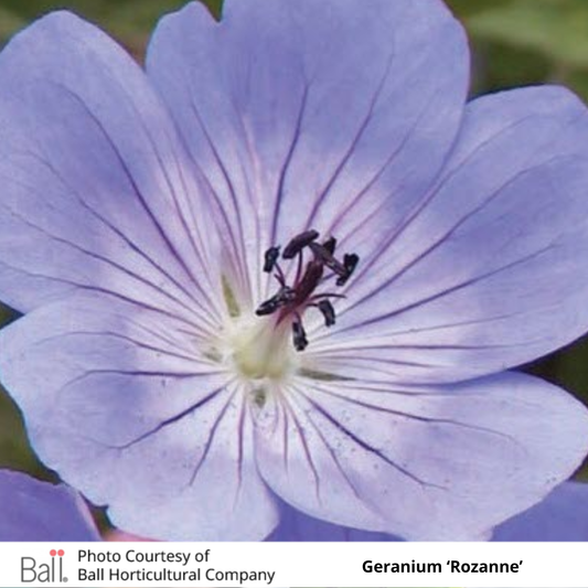 Hardy Geranium 'Cranesbill'