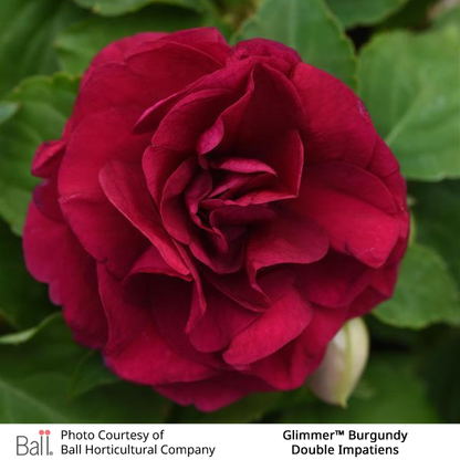 Glimmer™ Burgundy Double Impatiens