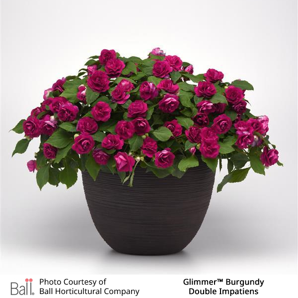 Glimmer™ Burgundy Double Impatiens