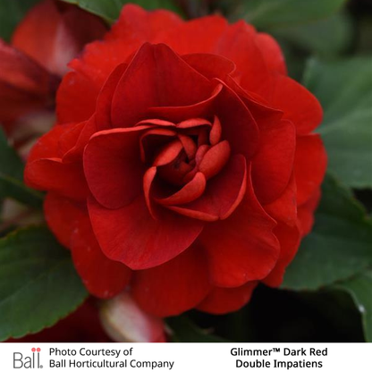 Glimmer™ Dark Red Double Impatiens