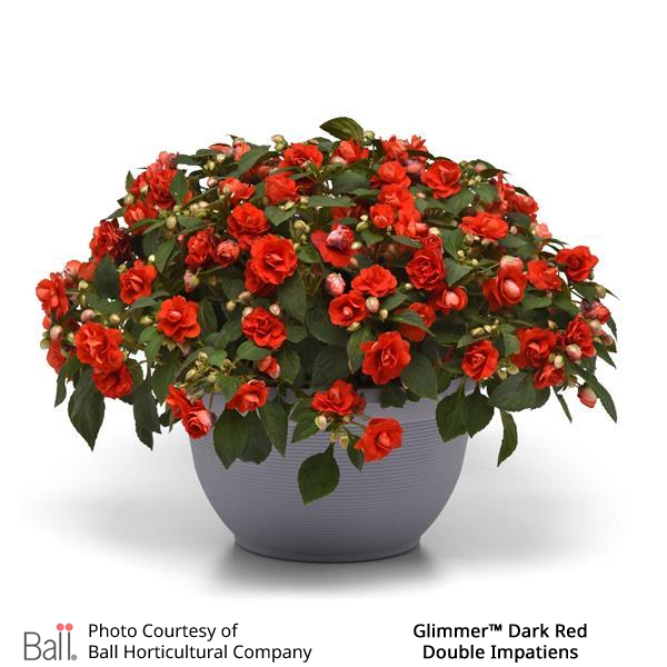 Glimmer™ Dark Red Double Impatiens