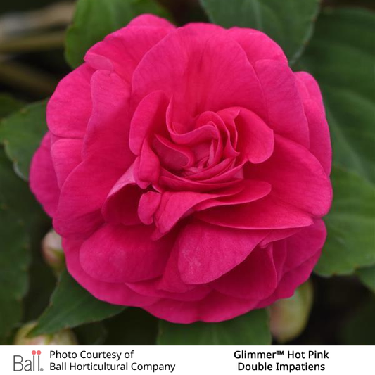 Glimmer™ Hot Pink Double Impatiens