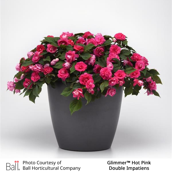 Glimmer™ Hot Pink Double Impatiens