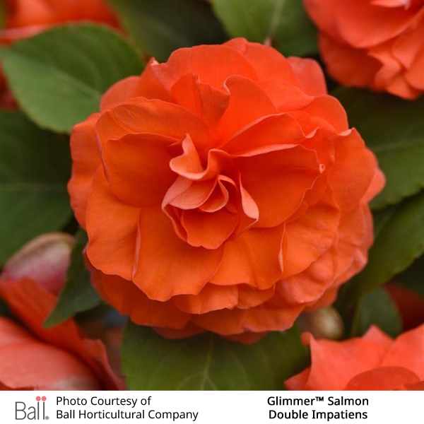 Glimmer™ Salmon Double Impatiens