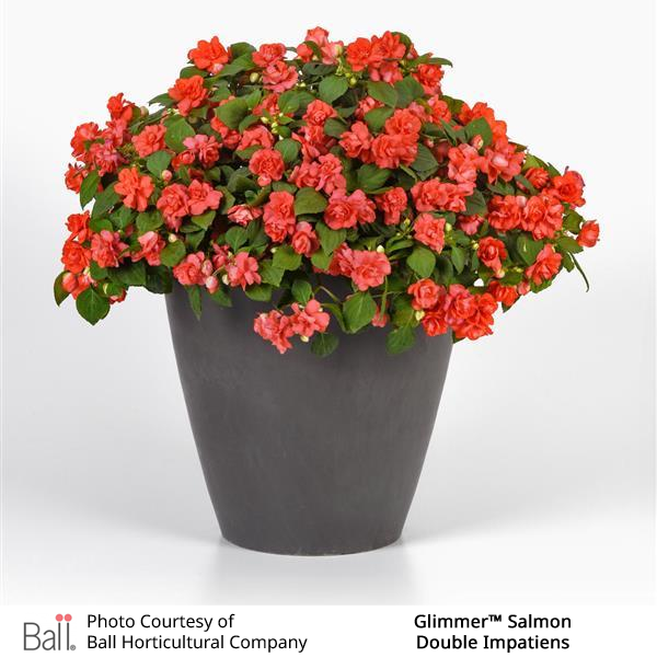 Glimmer™ Salmon Double Impatiens