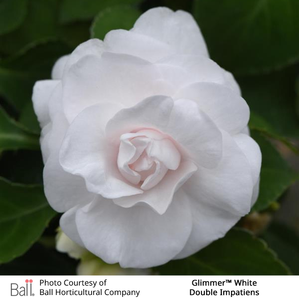 Glimmer™ White Double Impatiens