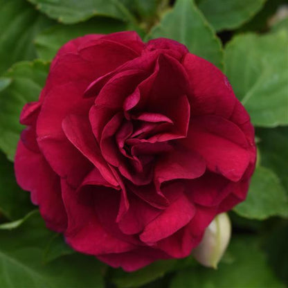 Impatiens Glimmer™ Double